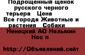 Подрощенный щенок русского черного терьера › Цена ­ 35 000 - Все города Животные и растения » Собаки   . Ненецкий АО,Нельмин Нос п.